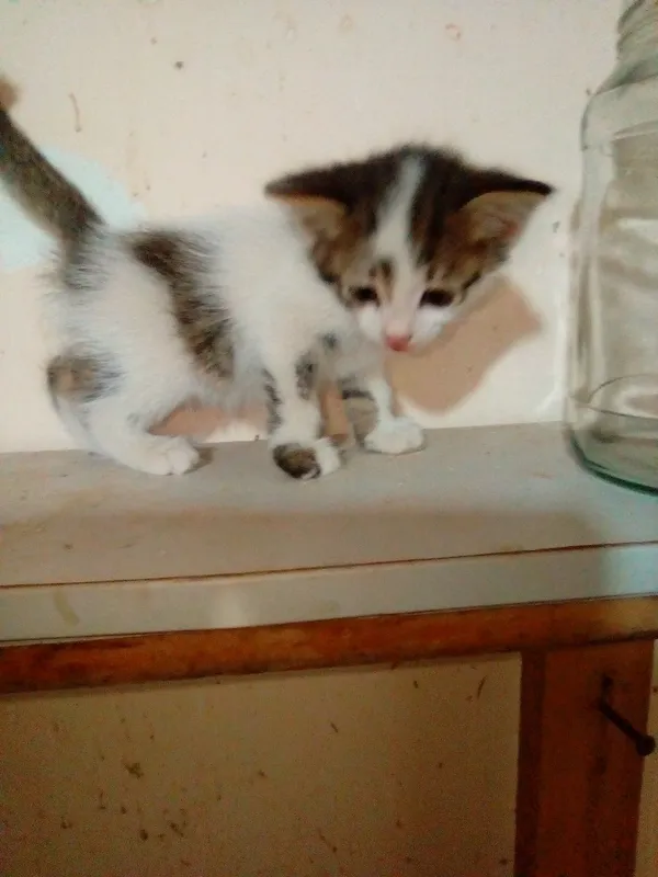 Котята цена договорная 1
