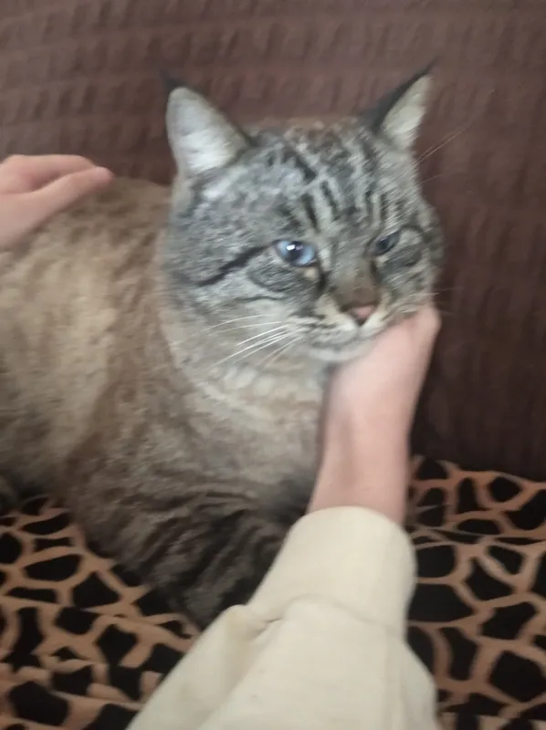 Котенок 1 месяц отдам даром 3