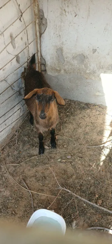 Quy va echki sotiladi 2