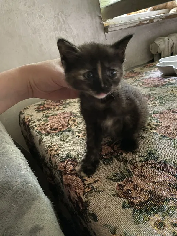 Пристраиваются котята 2 месяца — фото 3