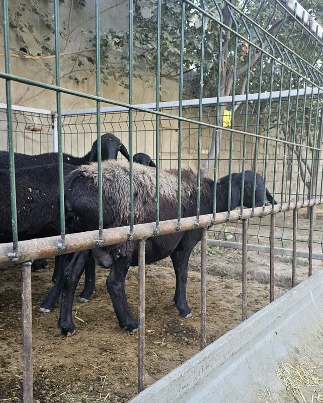 Эгзак Она бола куй 6 Эгзак Она бола куй 6