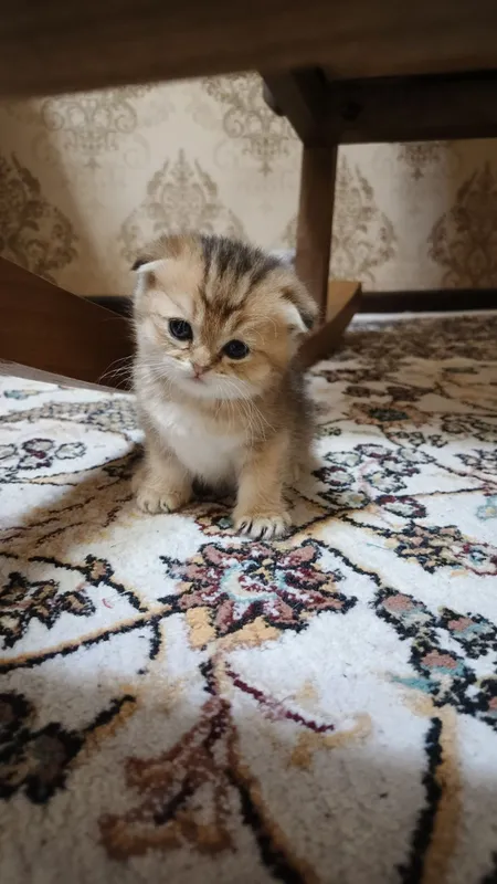 Котята фолды. Окрасы золото и серебро шиншиллы,белые и пепельный.