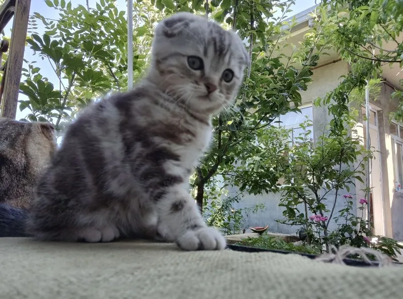 Срочно продаются котята Скоттиш Фолд 3