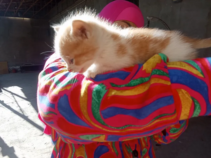 Sotiladi : Munchikin cats