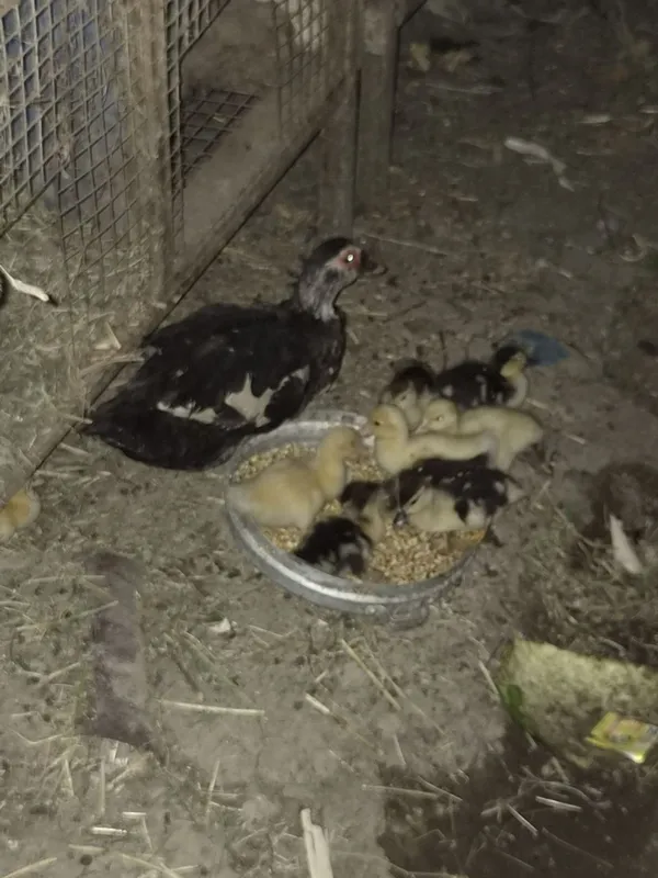 Indautka 11 ta jo'jalari bor 1 oylik bo'ldi sog'lom 2