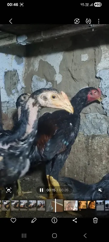 дакан куланги хорозлар карейски шамо чочалары 3 дакан куланги хорозлар карейски шамо чочалары 3
