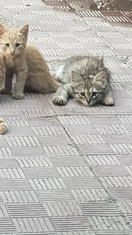 отдам бесплатно домашних котят