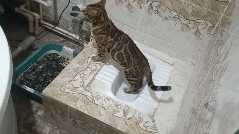 Бенгальские кошки