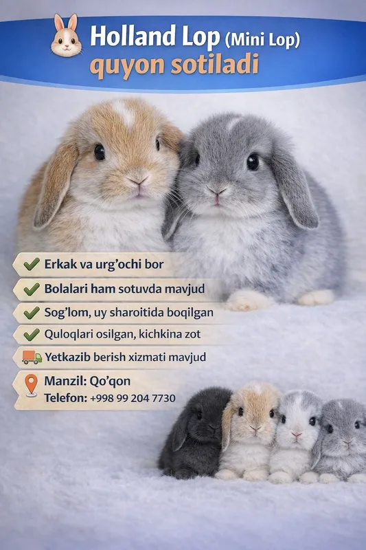 Holland Lop (mini) zotli quyon