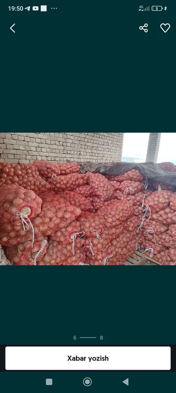 20 tonna piyoz optim 20 tonna piyoz optim