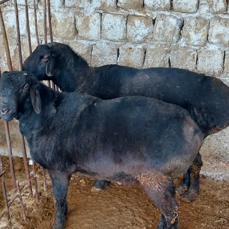 Qassob serviz hallol va sifatli — фото 2