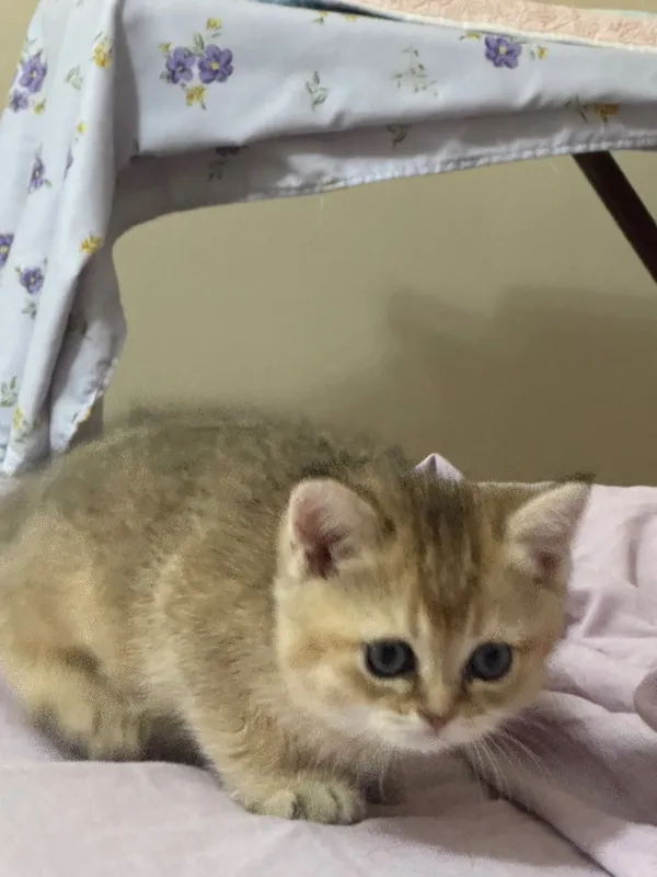 Продаются котята породы Голд Шиншила (Gold shinshila) 5 Продаются котята породы Голд Шиншила (Gold shinshila) 5