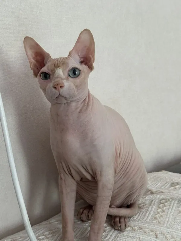 кошка сфинкс девочка 3