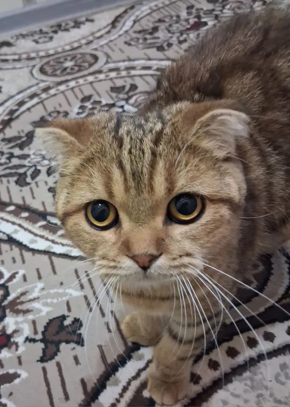 Zotdor mushuk sotiladi