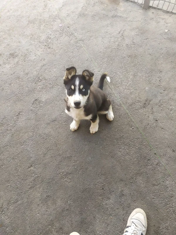 Хаски щенок, мальчик 3,5 месяца