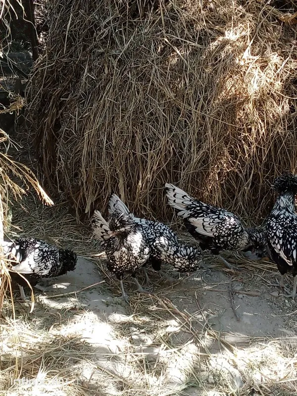 Paduvan oq xöroz va tovuqlari sotiladi 6 Paduvan oq xöroz va tovuqlari sotiladi 6
