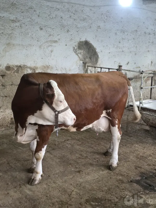 Semental Sotiladi 20 l sut beradi 2 Semental Sotiladi 20 l sut beradi 2