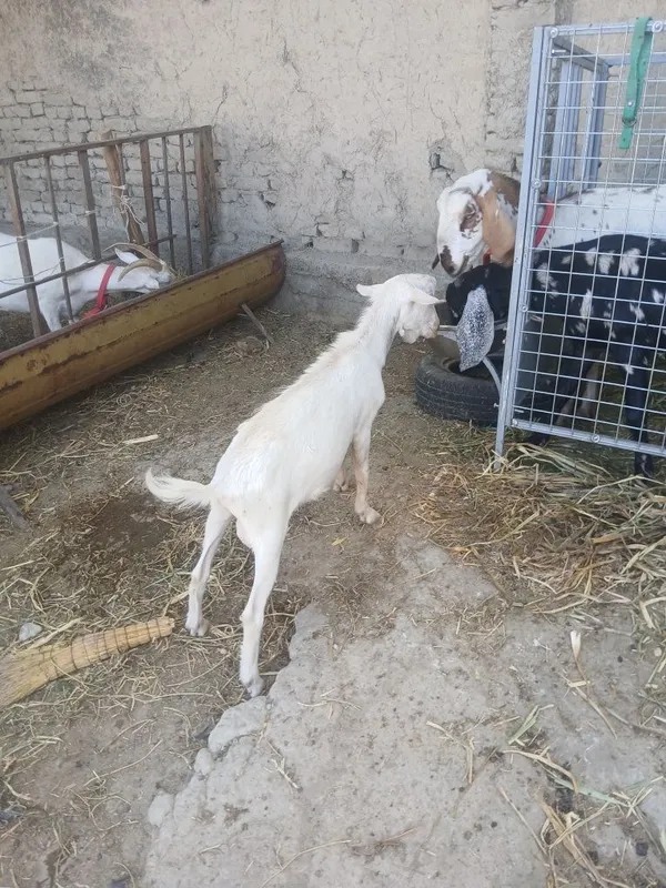 Zotga takacha sotiladi 1