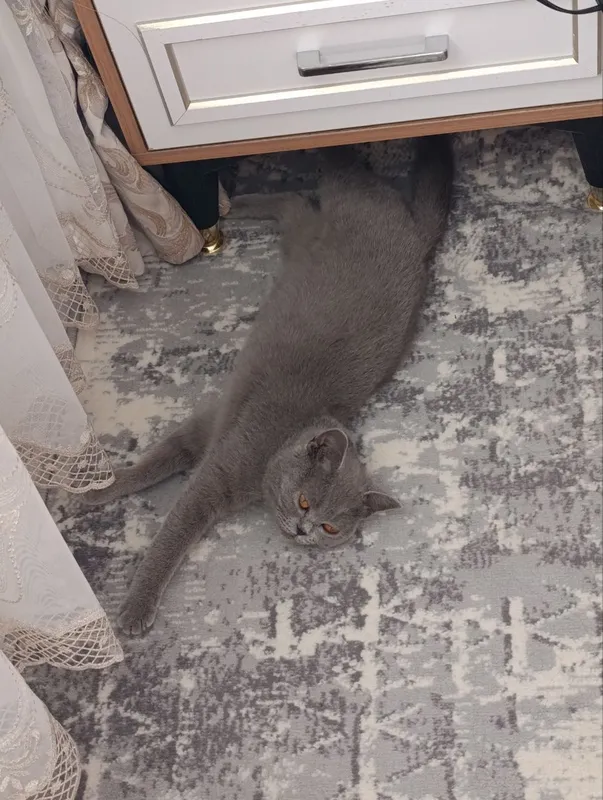 британский кошка — фото 7