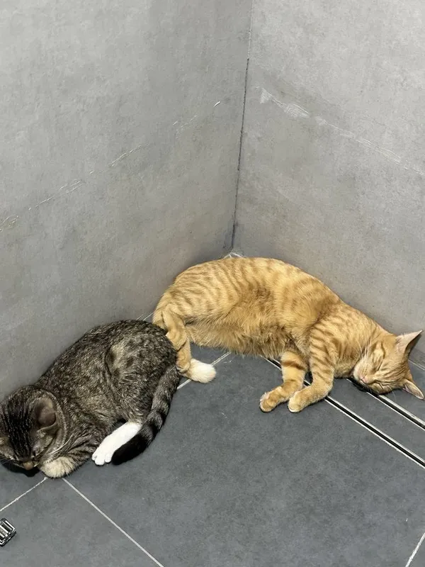 ОТДАЮ котят и их маму, котята на половину шиншила , БЕСПЛАТНО! Bepul! 3 ОТДАЮ котят и их маму, котята на половину шиншила , БЕСПЛАТНО! Bepul! 3