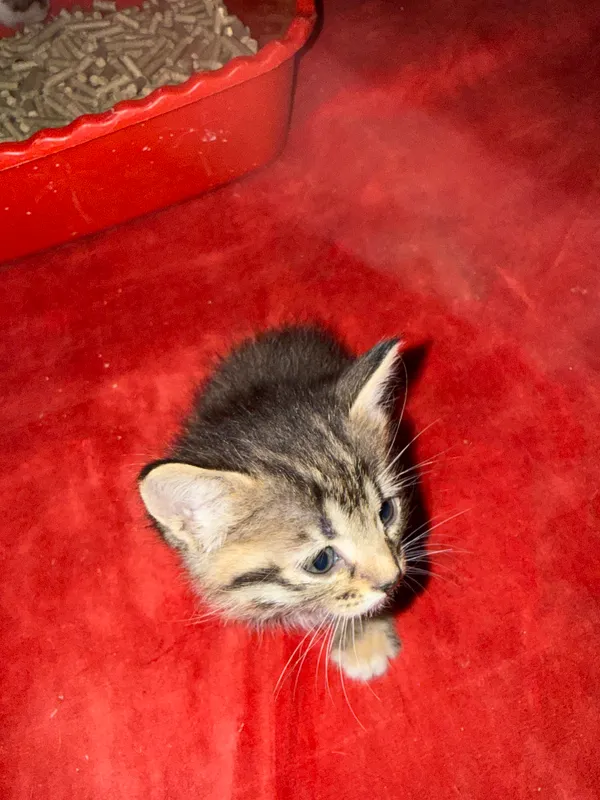 4 котёнка в возрасте 1 месяца, один чёрно-жёлтый — 5 месяцев 3 4 котёнка в возрасте 1 месяца, один чёрно-жёлтый — 5 месяцев 3