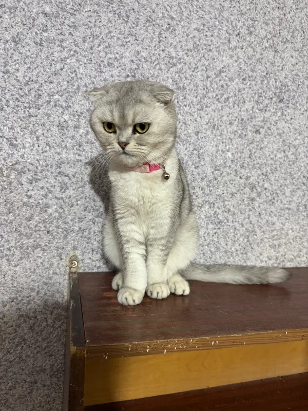 Серебристая шиншила — фото 3