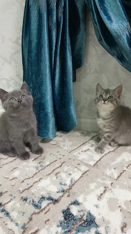 продаётся котёнки 4 продаётся котёнки 4