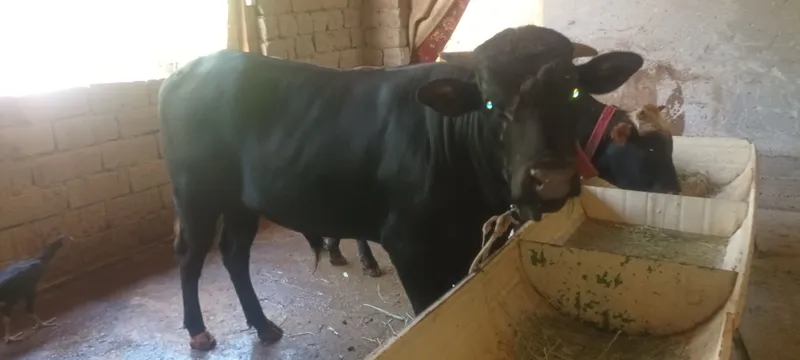 mol sotiladi 1