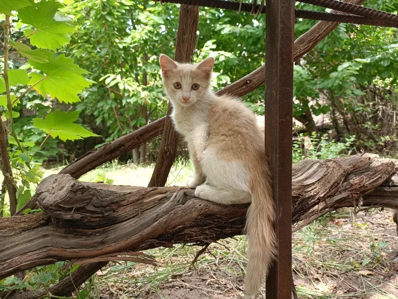 Отдам котенка, мальчик