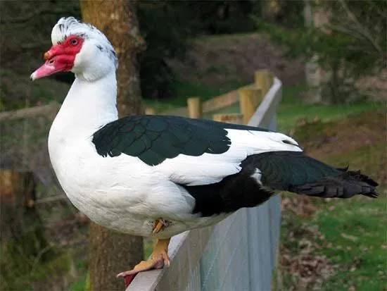 Induk õrdak induvutka tuxumlari bor — фото 3