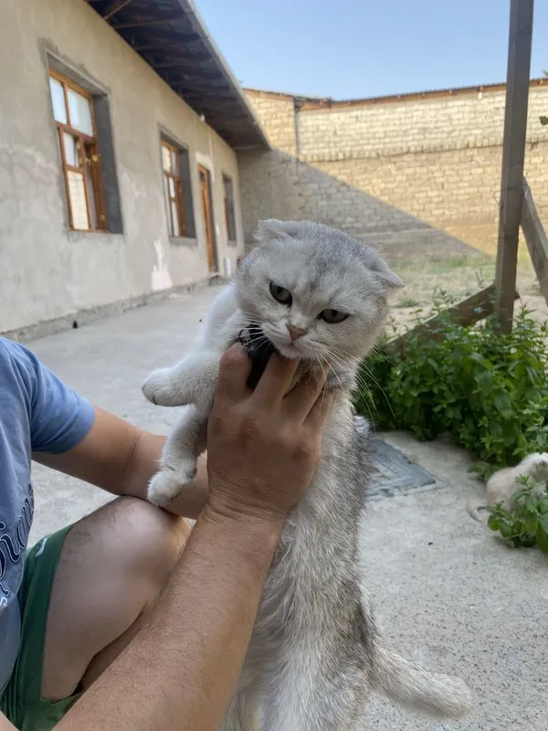 Скотш тозаси сотилади — фото 2