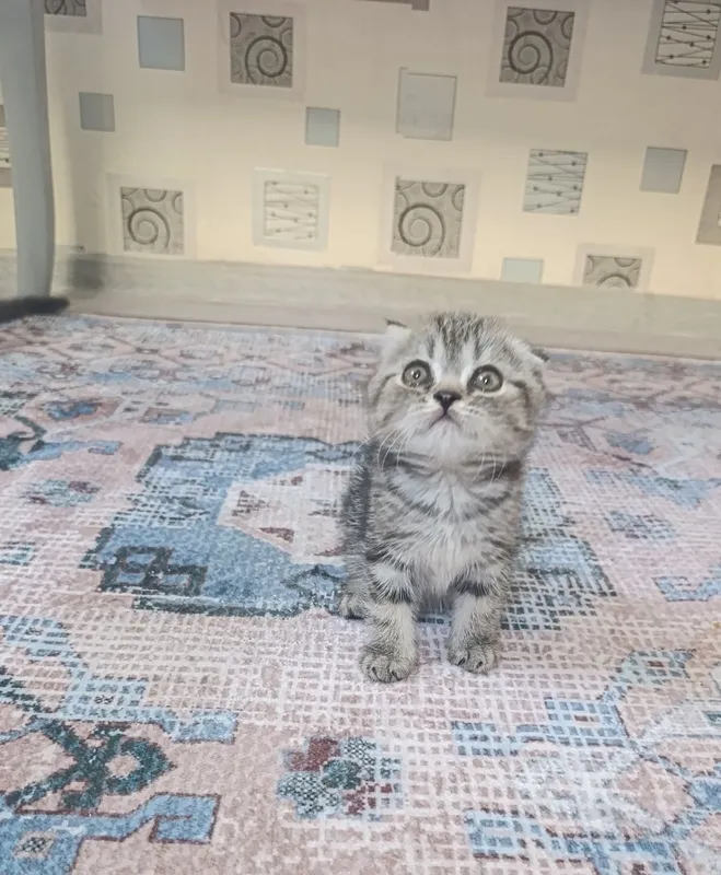 Продаются вислоухие котята! — фото 2