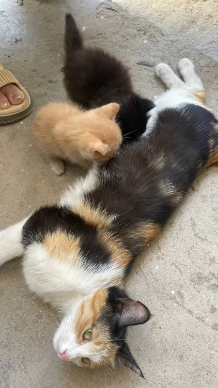 Kuchukchalarni yaxshi qo‘llarga bepul beraman 8 Kuchukchalarni yaxshi qo‘llarga bepul beraman 8