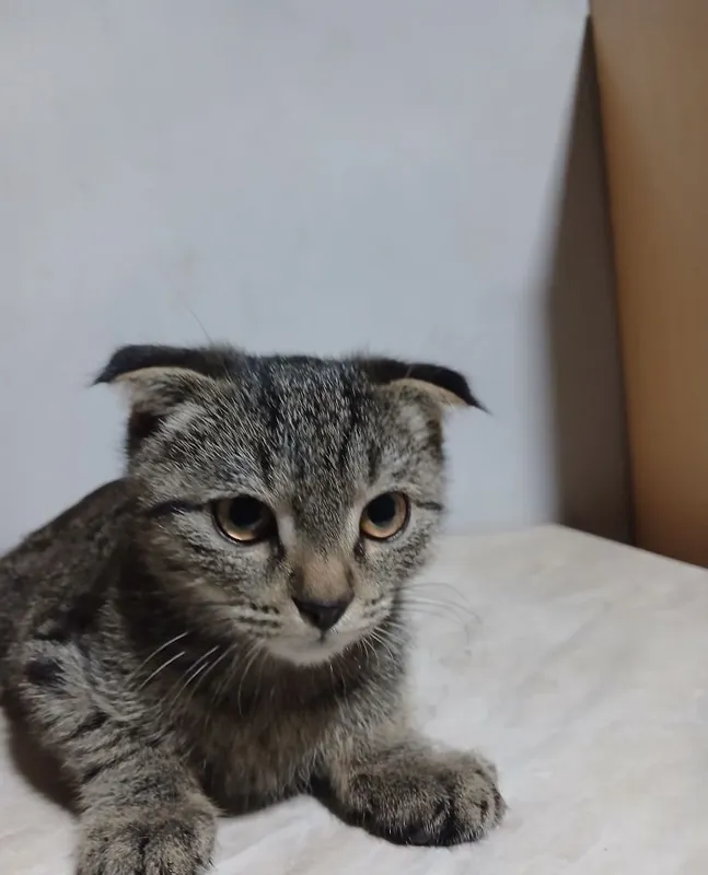 Срочно продаются котята 4 Срочно продаются котята 4