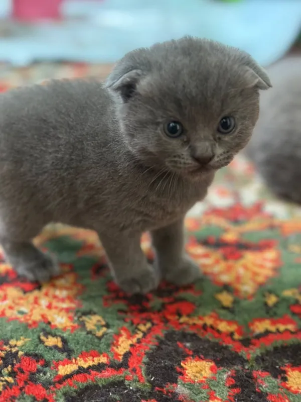 Шотландские вислоухие котята, мальчик и девочки 3 Шотландские вислоухие котята, мальчик и девочки 3