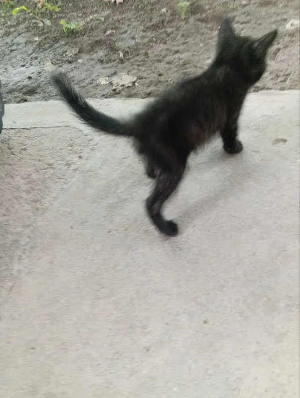Котята