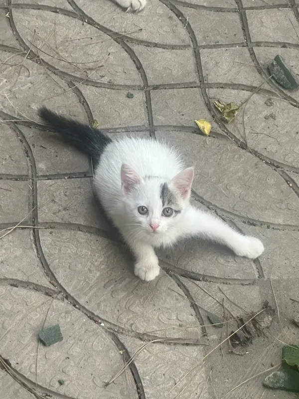 Котята в хорошие руки 3
