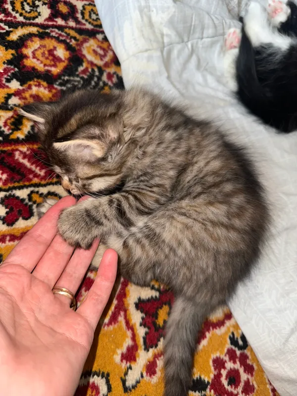 Котёнок (девочка) (с пушистой шерстью) 8