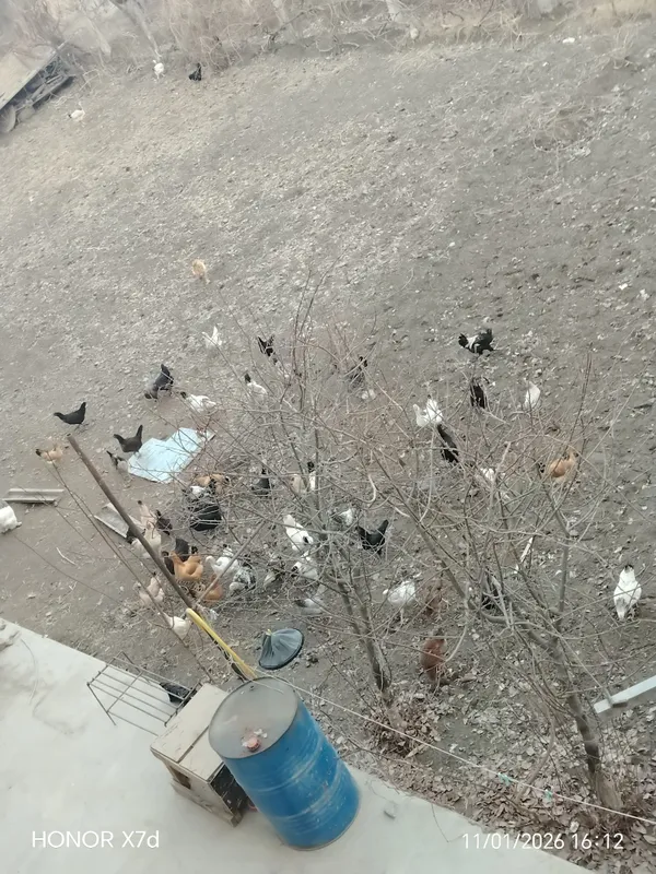 Tovuqlar sotiladi 6 Tovuqlar sotiladi 6