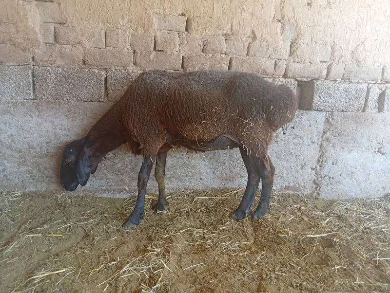 Qoʻy soğliq sotiladi 3 Qoʻy soğliq sotiladi 3