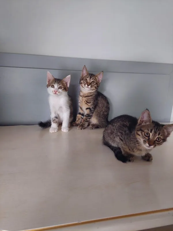Котята мальчики проглистованы