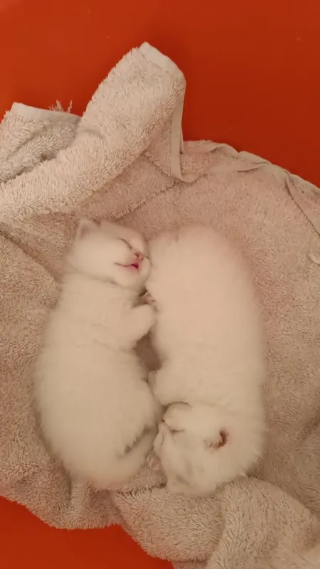 Продам котят скотиш фолд, шиншилла — фото 2
