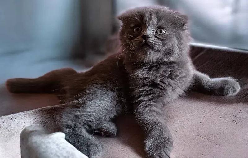 Котенок