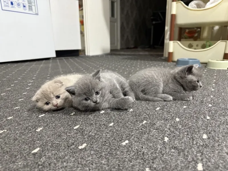 Британсике котята