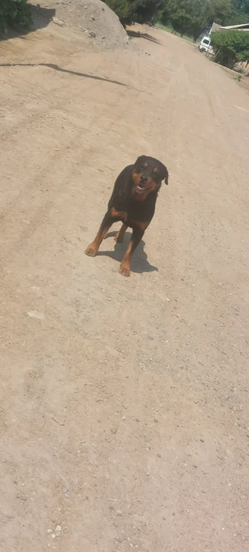 it 1yil 6oy zoti rotveyler tozza qon qorovul