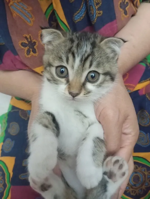 Котята два с половиной месяца, Шотландские страйт и фолд