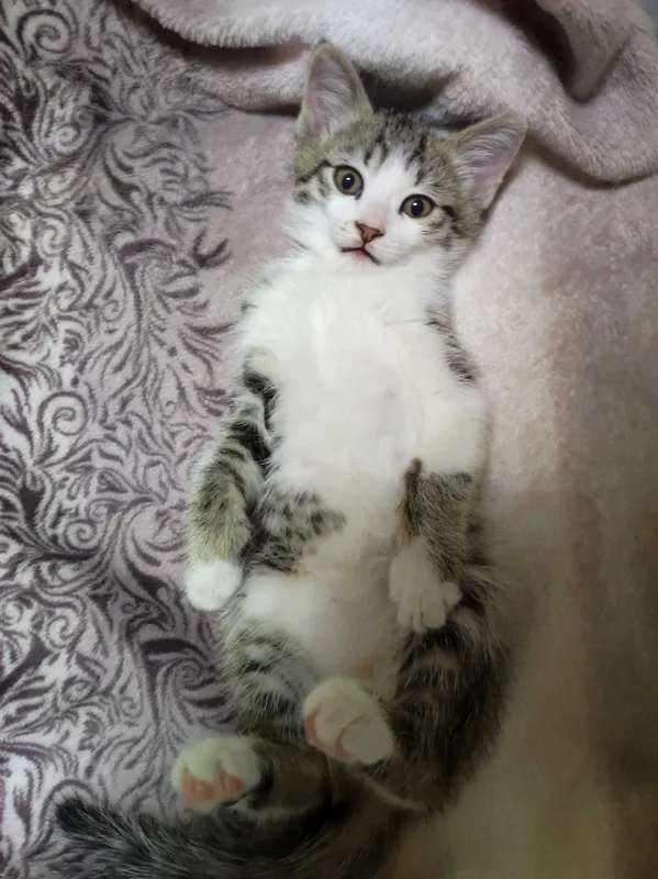 Котёнок в добрые руки 3 месяца — фото 4