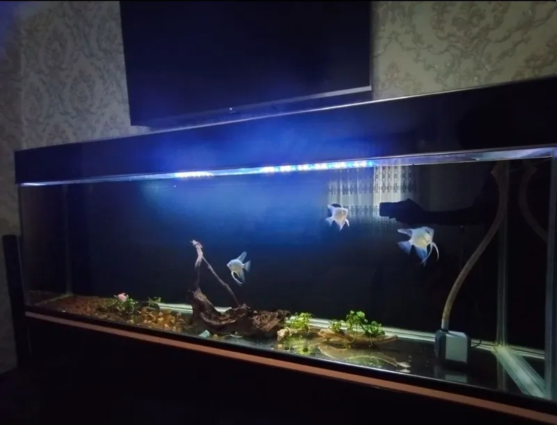 500L Katta Akvarium