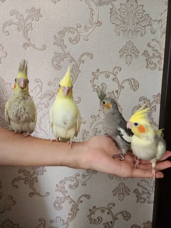 Продам молодых ручных выкормышей корелл 1 Продам молодых ручных выкормышей корелл 1