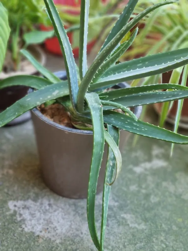 Aloe vera guli. Kosmetika va krem uchun 1